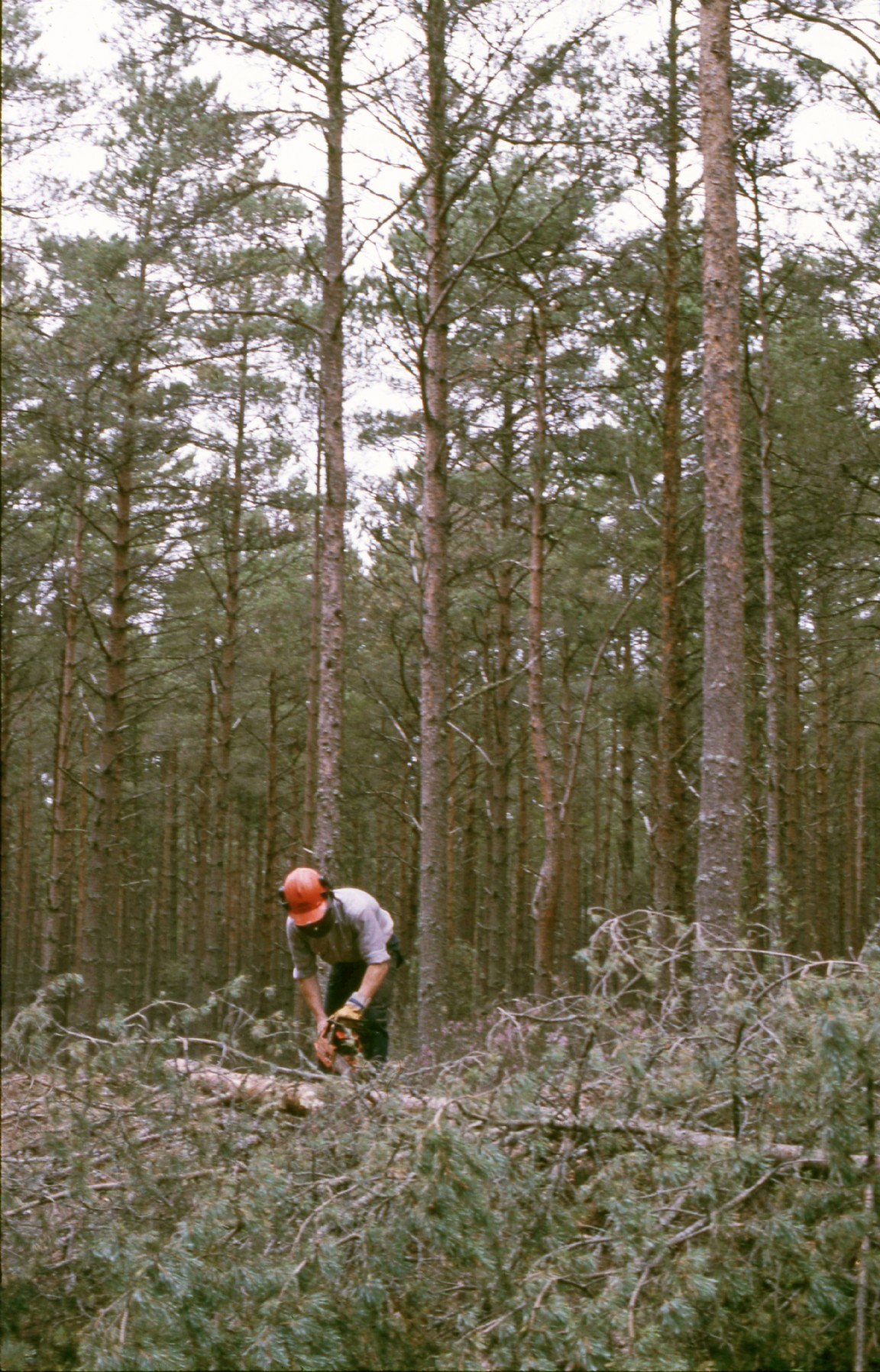 Chainsaw snedding � possibly in Culbin Forest