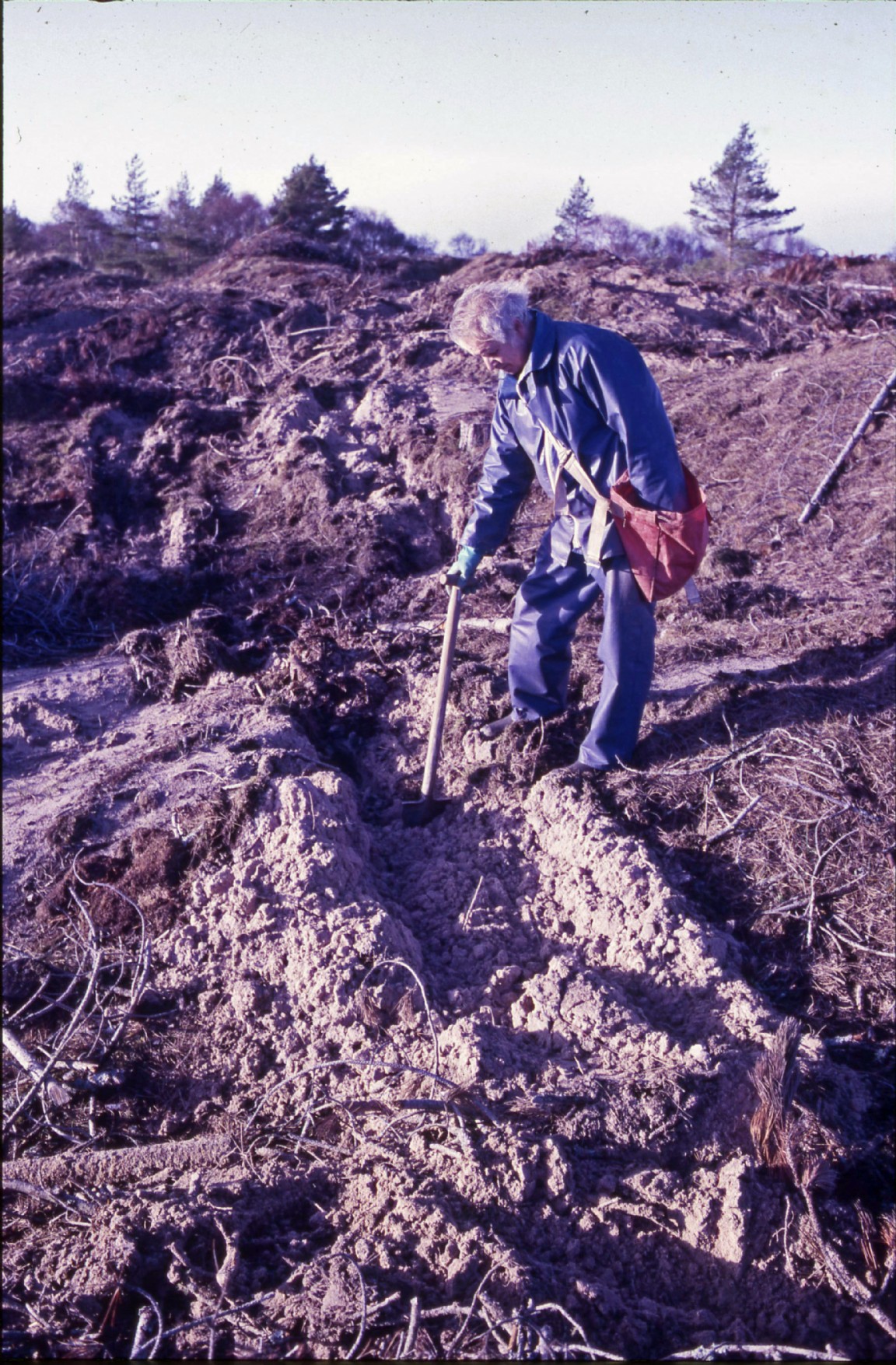 Planting Br�cke Machine cultivated site � Culbin Forest