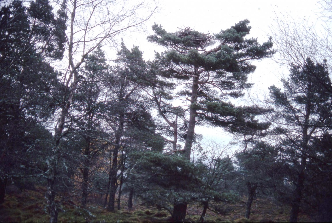 Artificial Nesting platform on Gauch Hill, Kincardine Forest District