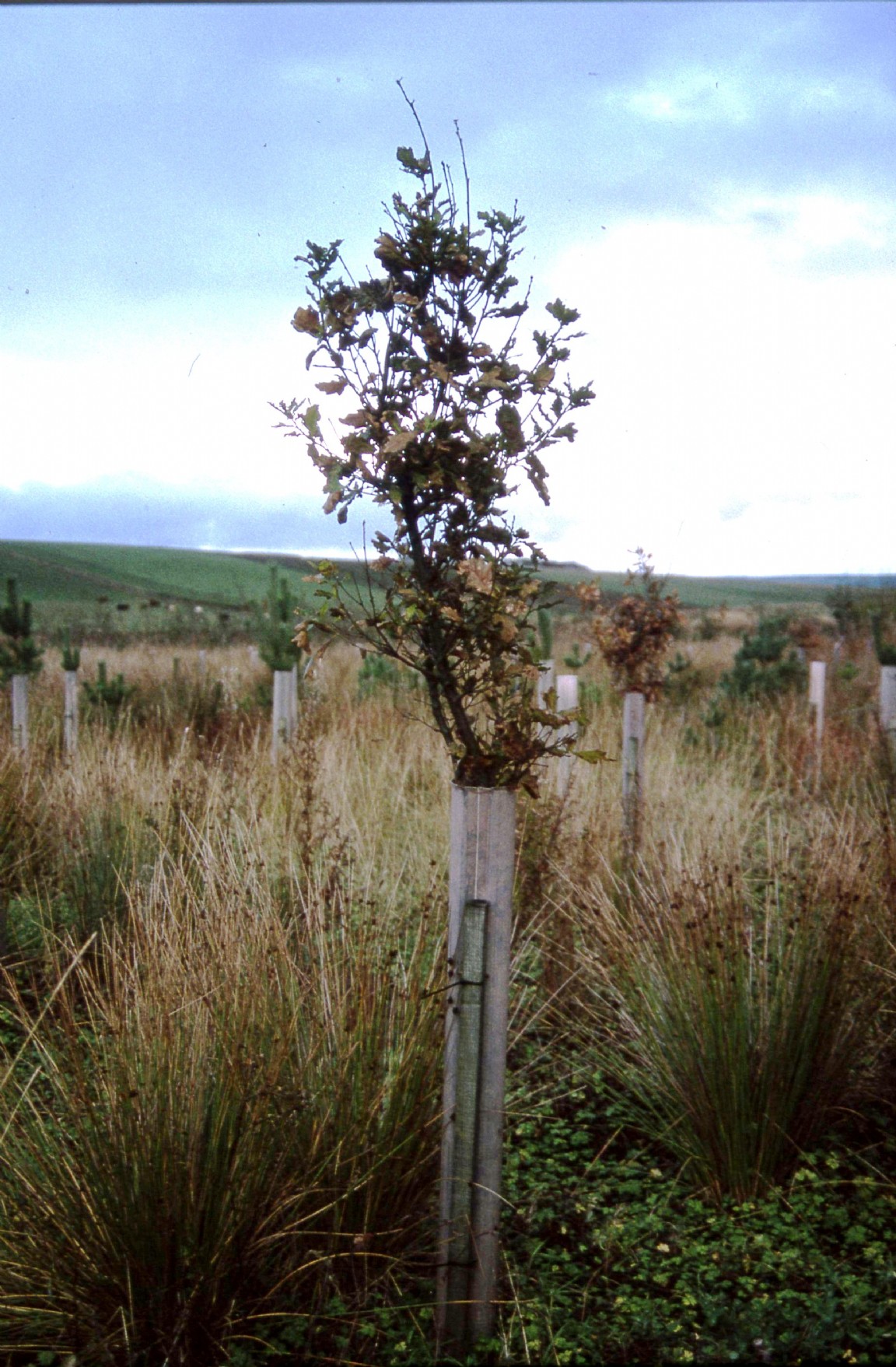Early broadleaved tree planting and farm diversification near Fisherie area