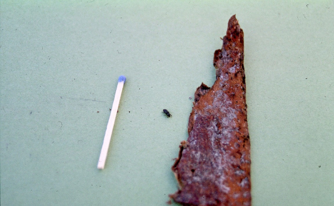 Aberdeen Harbour - bark beetle found in some imported logs 