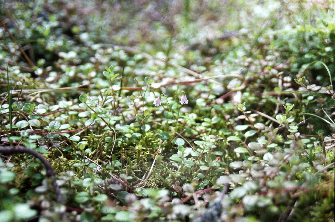 Twin flower in Roseisle Forest