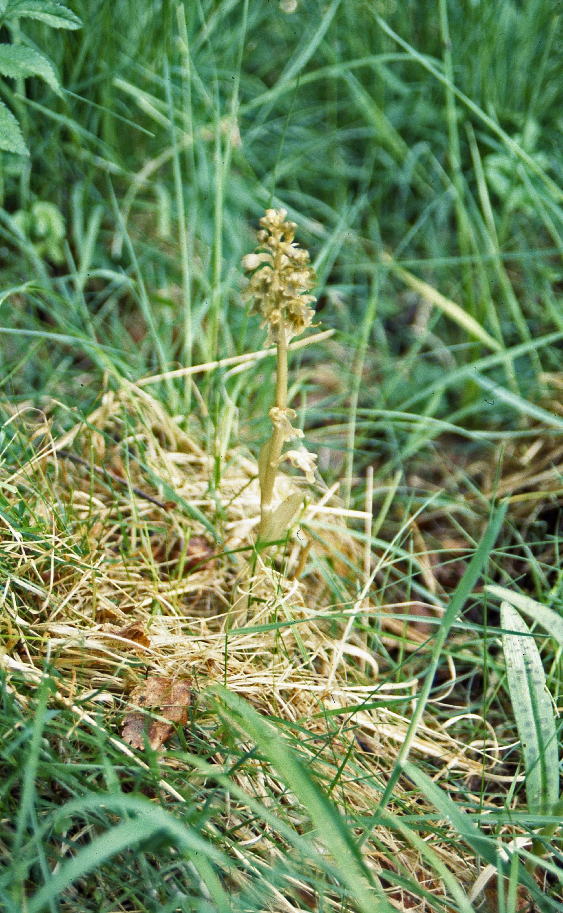 Birds Nest Orchid � Botanical name Neottia nidus-avis 