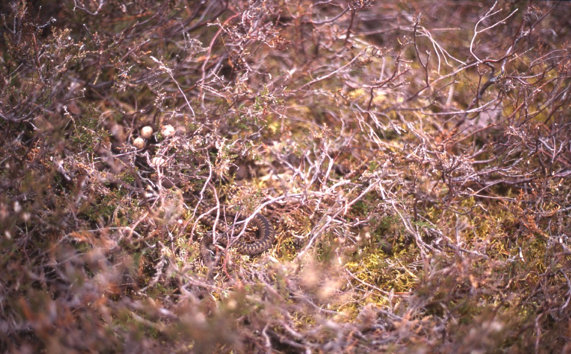 Adder snake sunning at  Mar lodge
