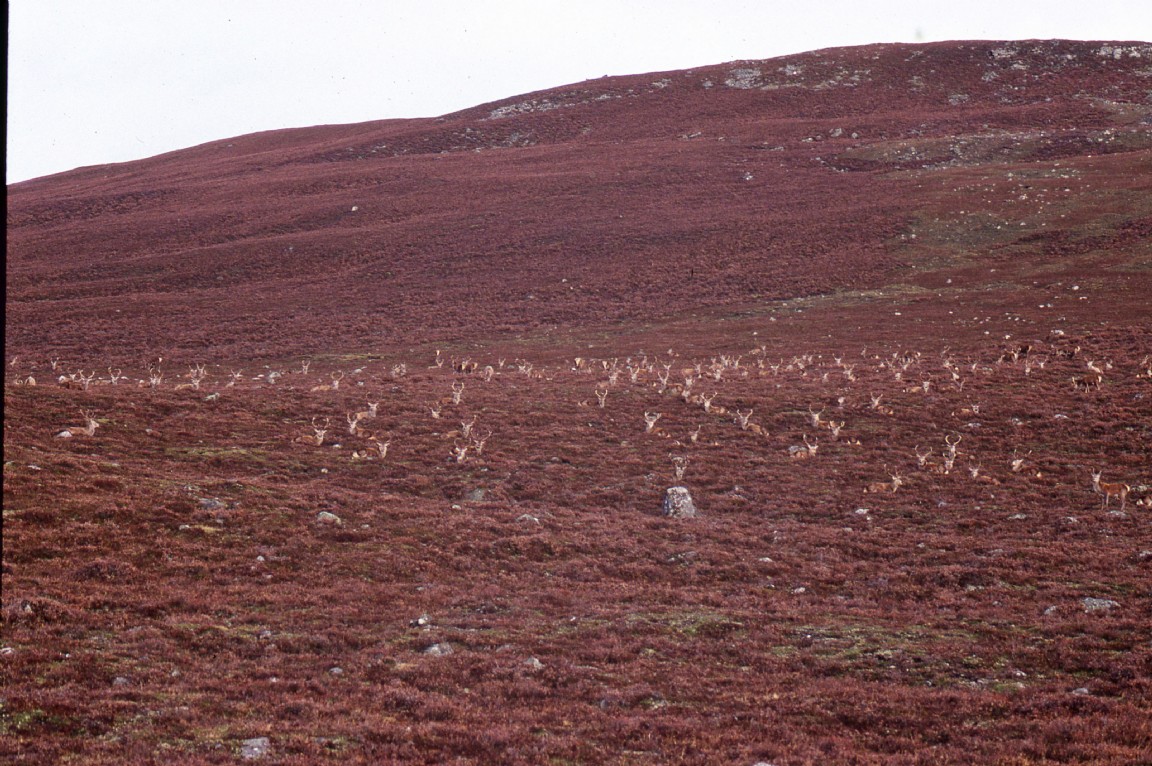 Red Deer on Mar lodge near Derry Lodge