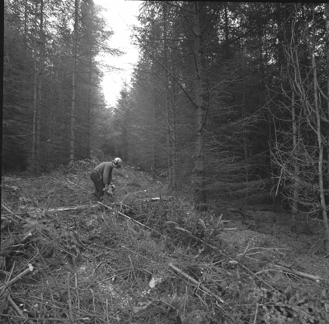 Thinning operation in progress � manual felling with chainsaw
