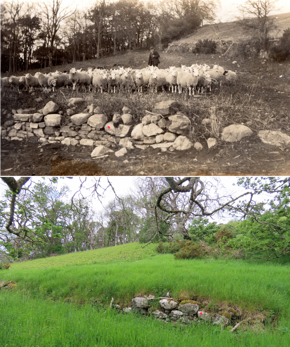 Mr Mowat gathering sheep at Creich near Bonar Bridge 1917/1918