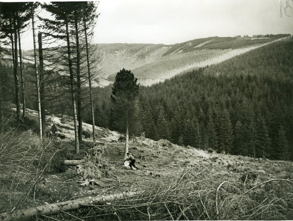 Weevil felling after windblow (Glentress FTS area)
