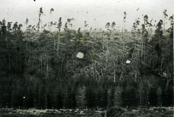 Storm damage to tree crop in Aberdeenshire - 1953