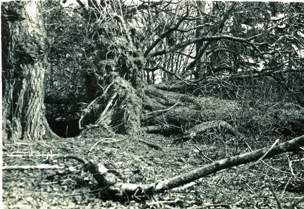 Storm damage to tree crop in Aberdeenshire - 1953