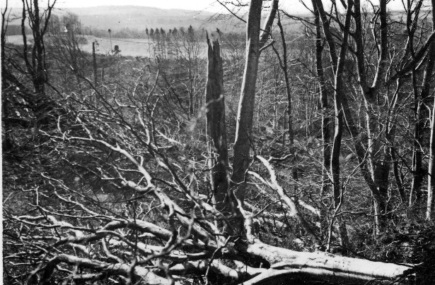 Storm damage to tree crop in Aberdeenshire - 1953