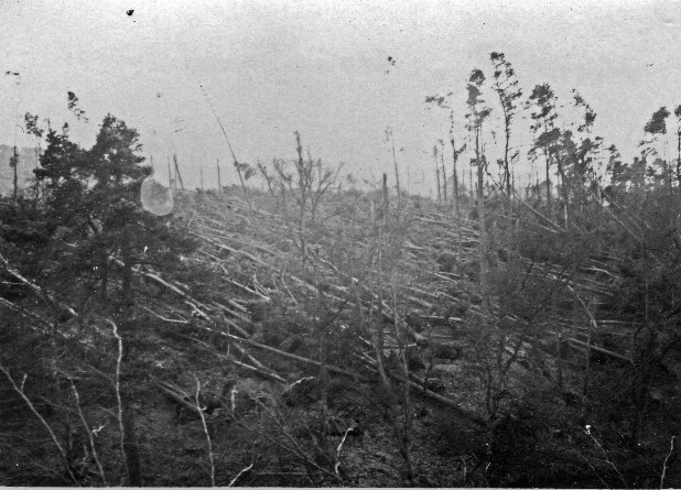 Storm damage to tree crop in Aberdeenshire - 1953