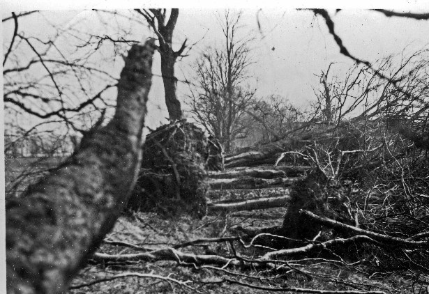 Storm damage to tree crop in Aberdeenshire - 1953