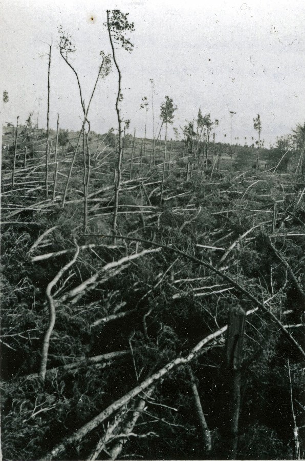 Storm damage to tree crop in Aberdeenshire - 1953