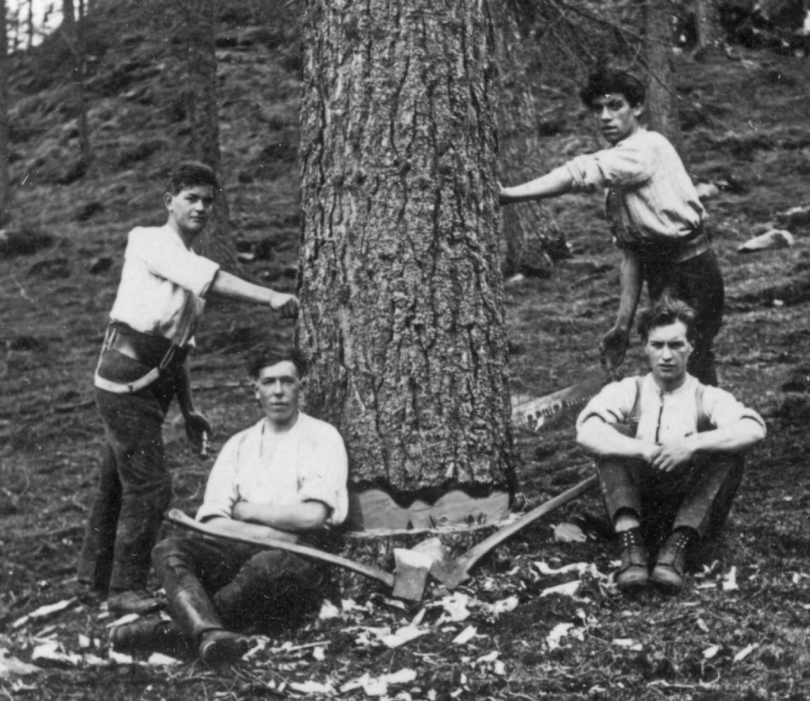 Felling team working on larch circa 1922