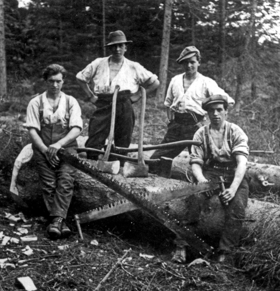 Felling team working on Norway spruce circa 1922