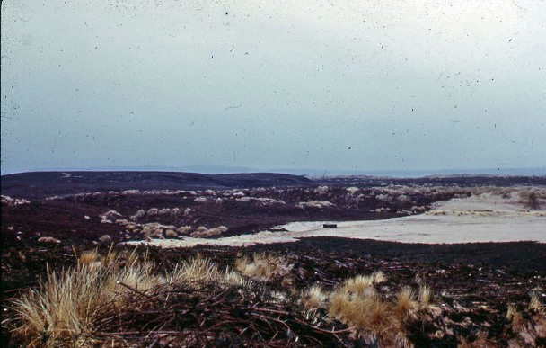 Culbin Forest thatching on dunes circa1950