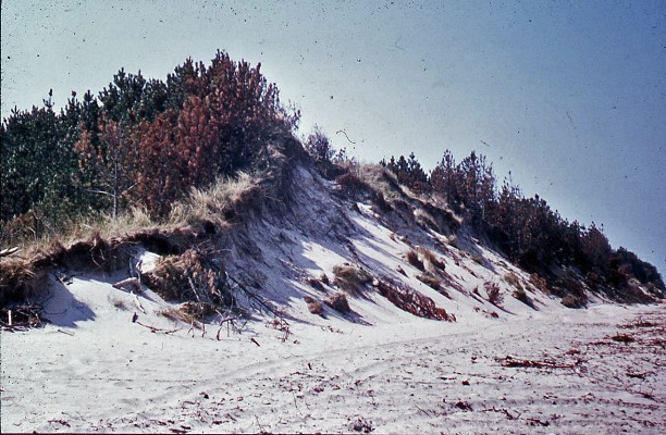 Culbin Forest erosion of coastal dunes