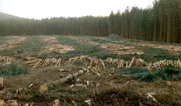 Clearfell site at Fetteresso