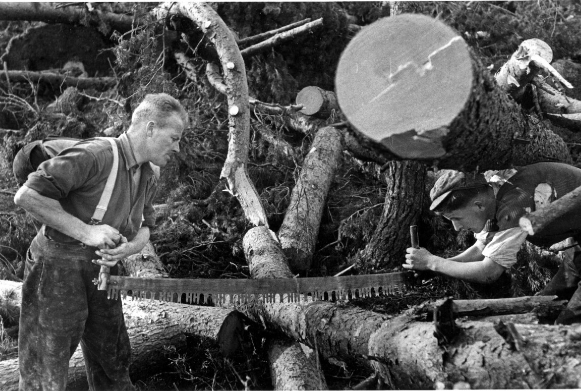Clearing 1953 windblow in Deeside