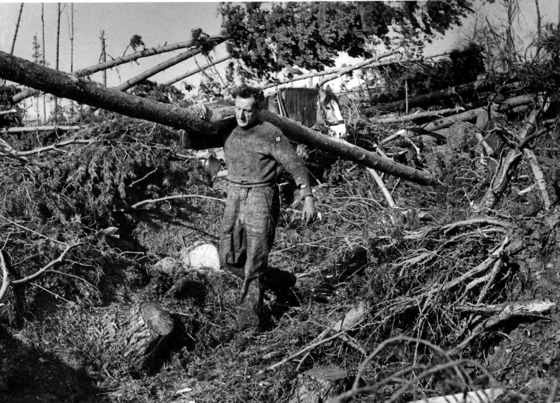 Clearing 1953 windblow in Deeside