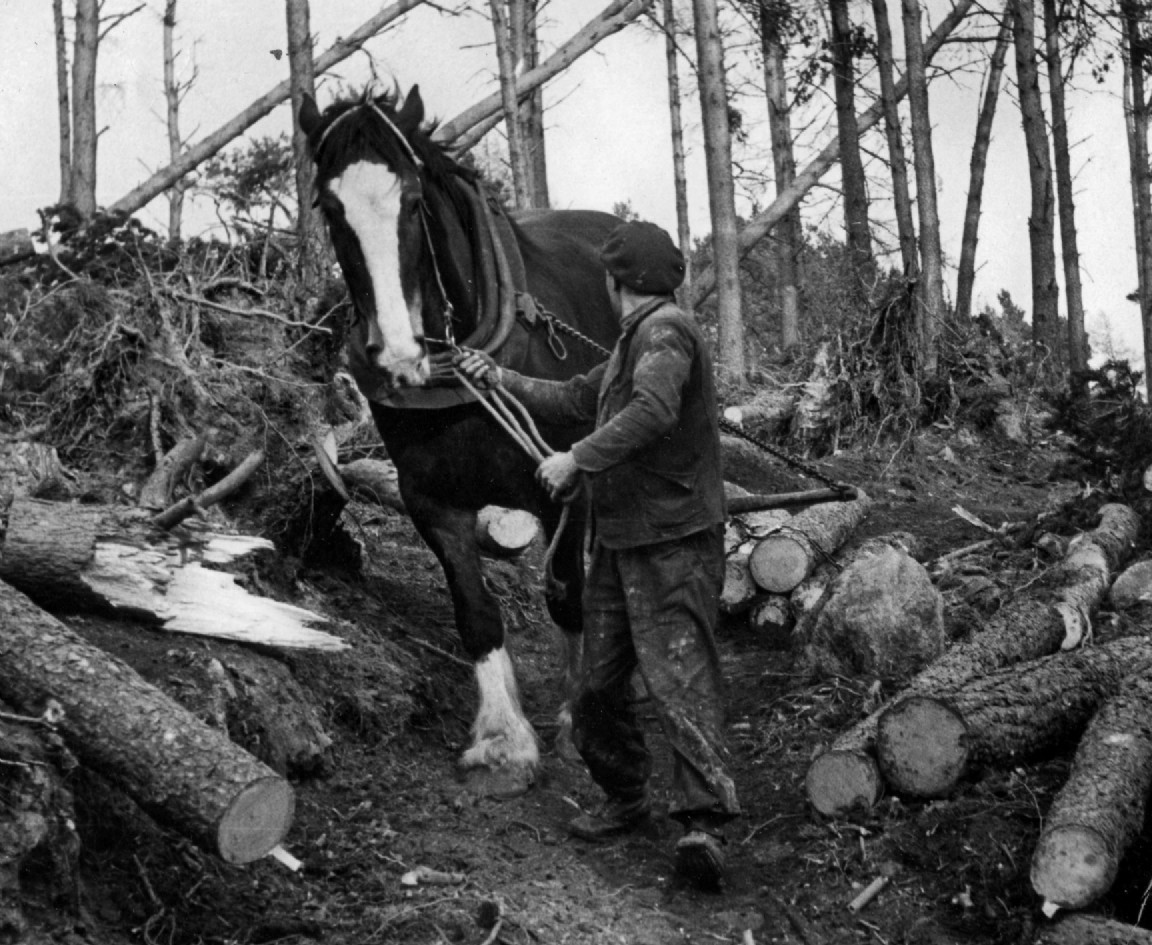 Clearing 1953 windblow in Deeside