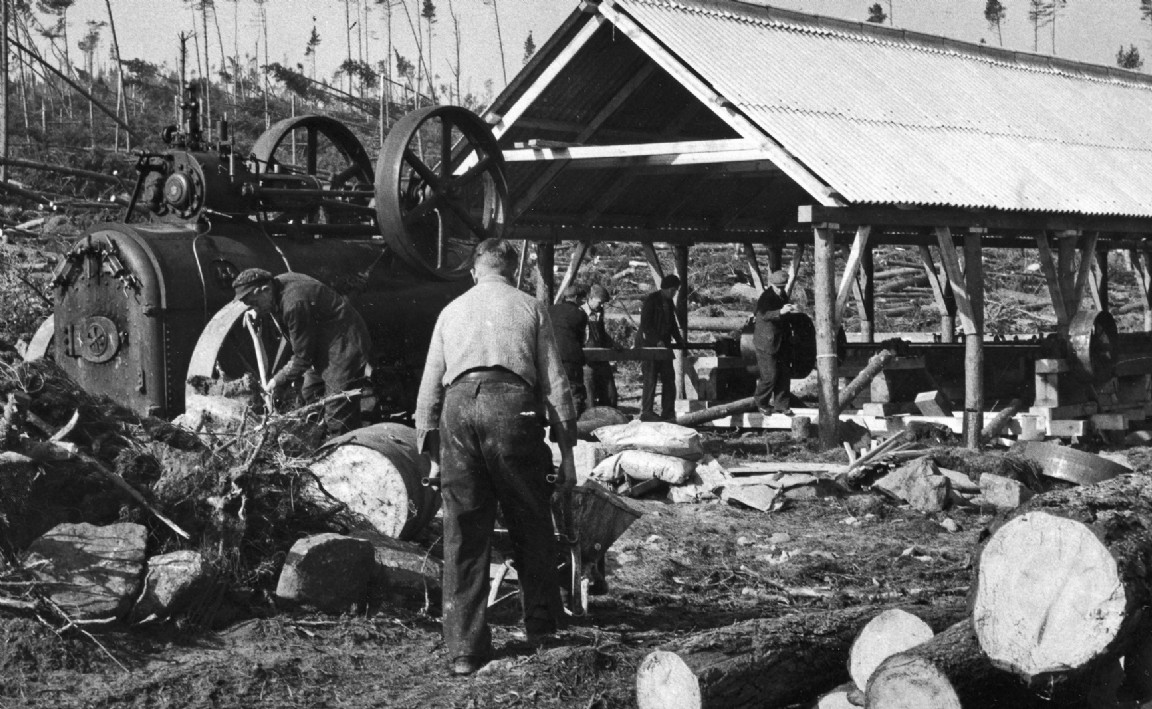 Clearing 1953 windblow in Deeside