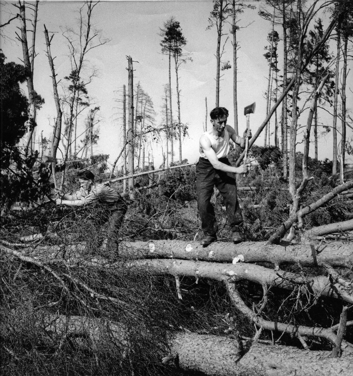 Clearing 1953 windblow in Deeside