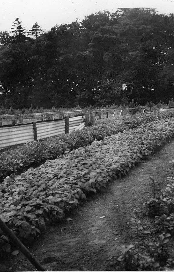 Bush Nursery nr Edinburgh