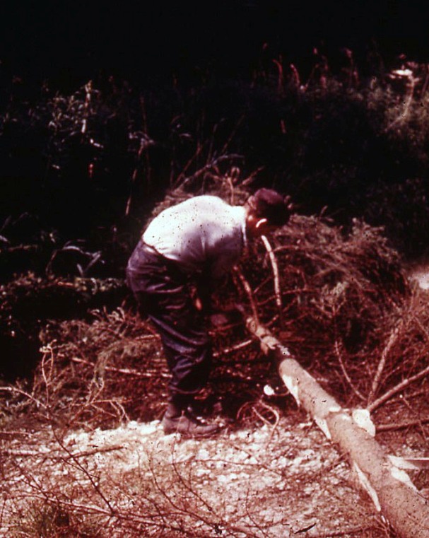 Snedding with axe