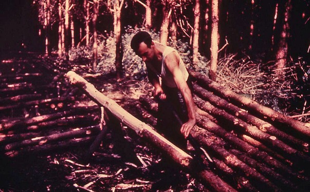 Peeling timber circa 1950s