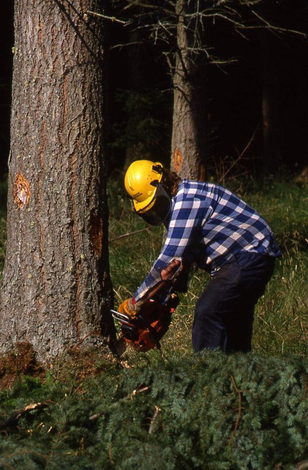 Jimmy White felling at Monaughty Forest