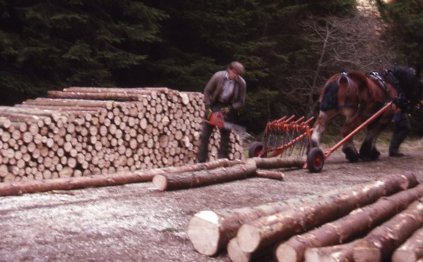 Horse extraction at Scolty Forest