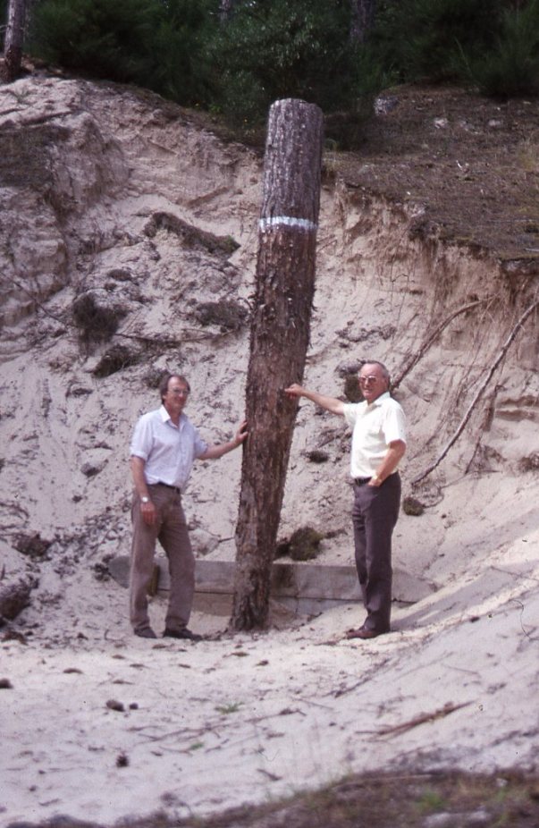 Buried pine tree at Culbin Forest 1990