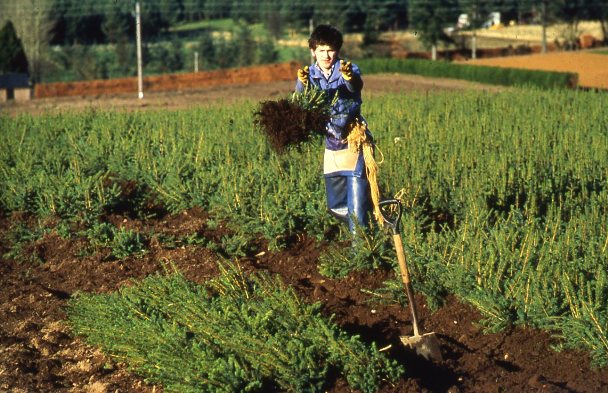 Sheughing of bundled plants, Newton Nursery