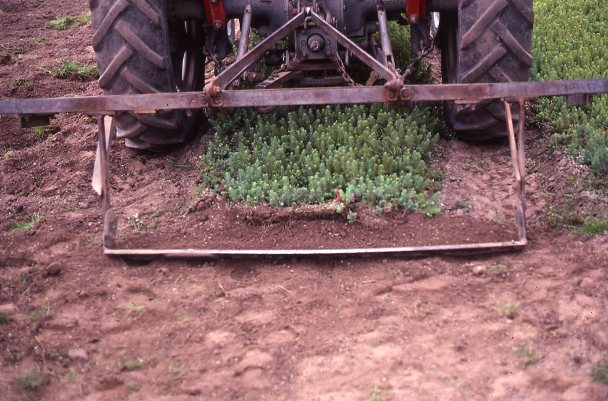 Slackening seed beds, Newton Nursery