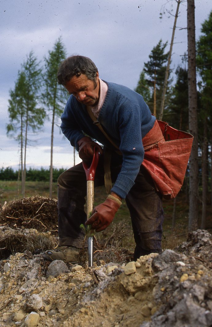 Bill McCook Planting at Monaughty Forest