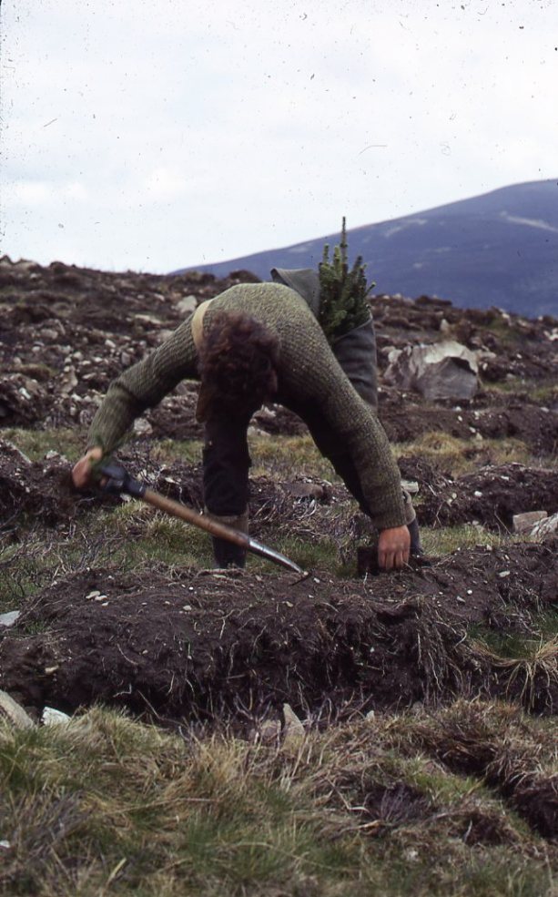 Planting trees on ploughing