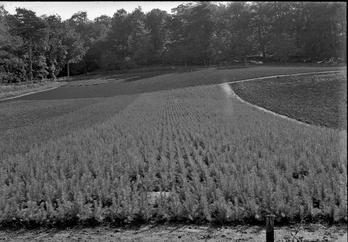 Newton Nursery 1936