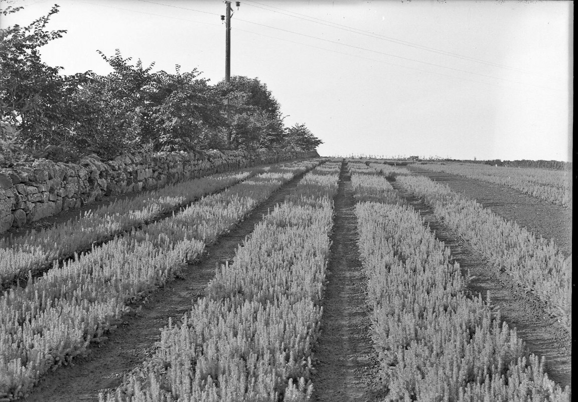Newton Nursery 1936