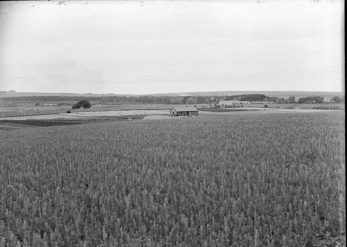 Newton Nursery 1936