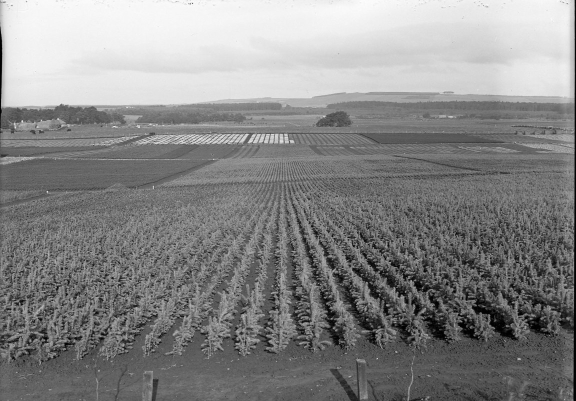 Newton Nursery 1936