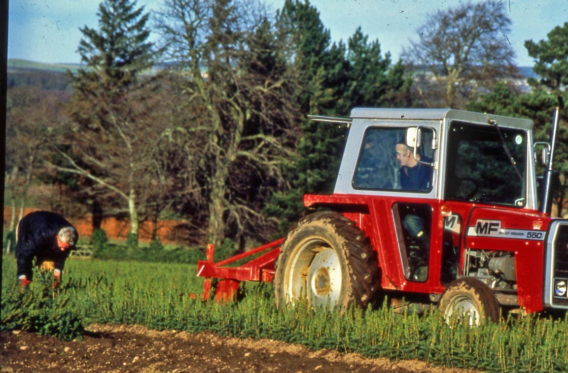 Newton Nursery lifting transplants 1981