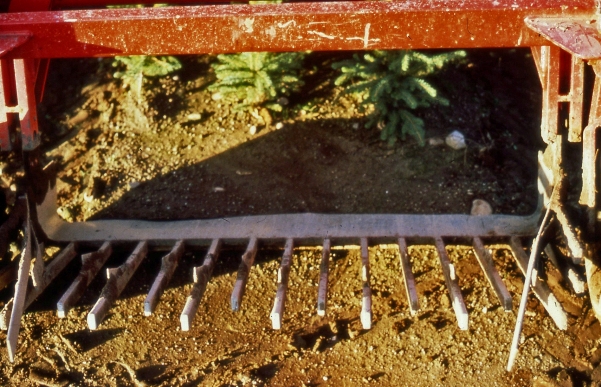 Newton Nursery lifting transplants 1981