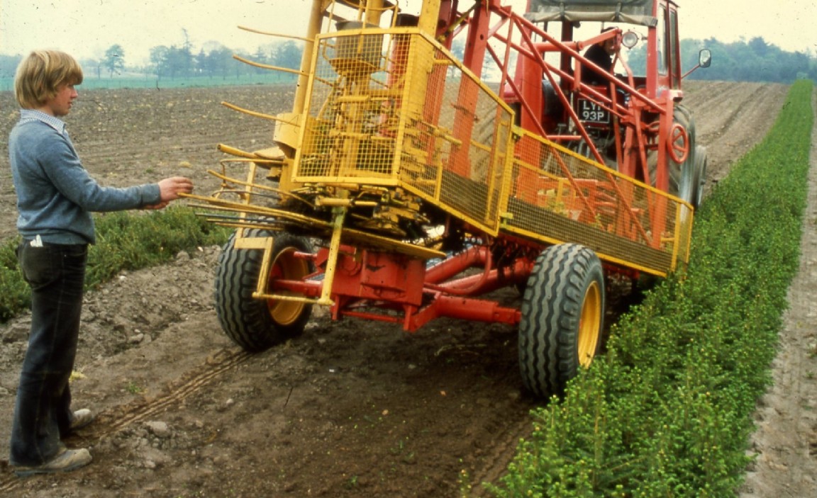 Newton Nursery lifting transplants 1981