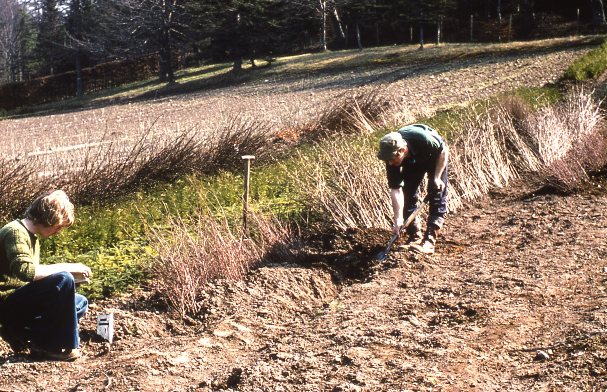 Newton Nursery lifting transplants 1981