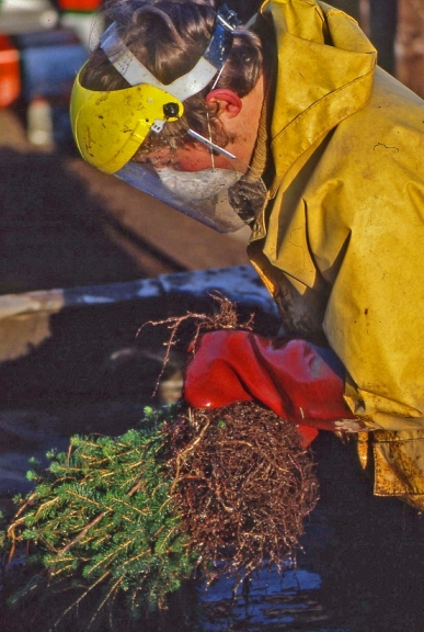 Newton Nursery dipping transplants 1981