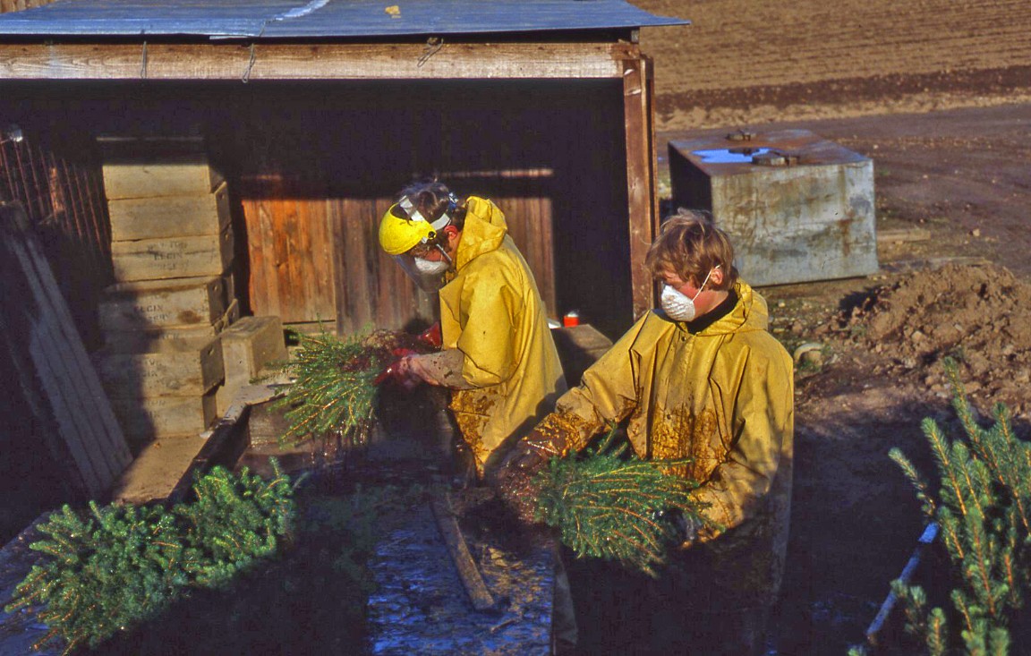 Newton Nursery dipping transplants 1981