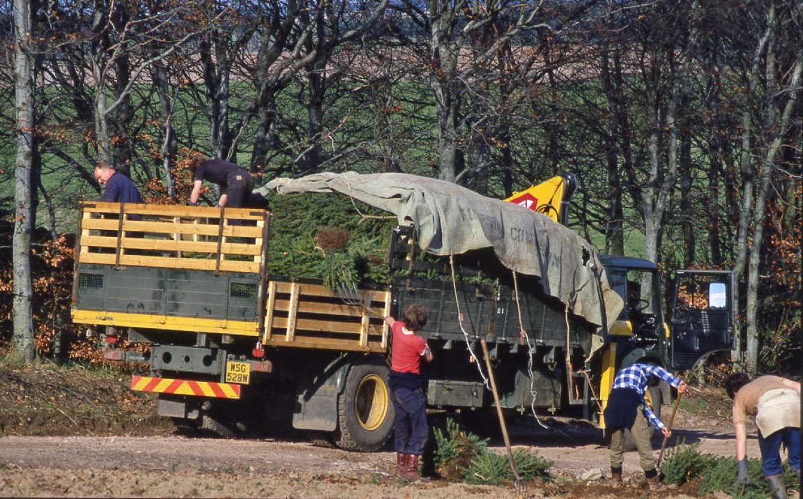 Newton Nursery loading transplants 1981